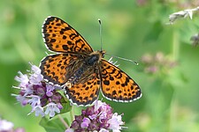 Roter Scheckenfalter (Melitaea didyma)