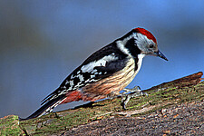 Mittelspecht (Leiopicus medius)