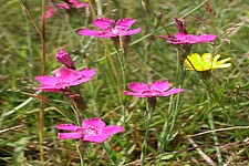 Heide-Nelke (Dianthus deltoides)