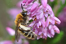 Heidekraut-Sandbiene (Andrena fuscipes) an Heidekraut