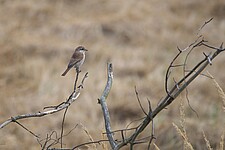 Junger Neuntöter (Lanius collurio)