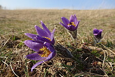 Gewöhnliche Kuhschelle (Pulsatilla vulgaris)