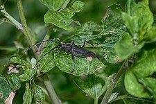 Eichen-Heldbock (Cerambyx cerdo)