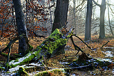 Waldgebiet Katzenberge mit Totholz