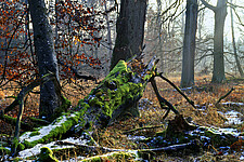Waldgebiet Katzenberge mit Totholz