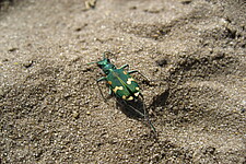 Dünen-Sandlaufkäfer (Cicindela hybrida)