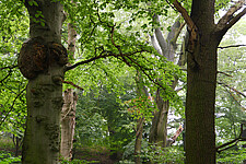 Alte Eichen und Buchen im Subeke-Tal