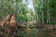 Panorama Laubwald mit liegendem Totholz