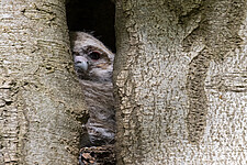 Waldkauz (Strix aluco)