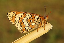 Wegerich-Scheckenfalter (Melitaea cinxia)