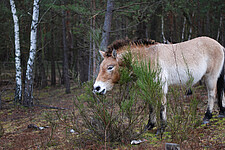 Przewalski-Pferd als Landschaftspfleger