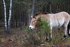 Przewalski-Pferd als Landschaftspfleger
