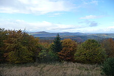 Mischwald