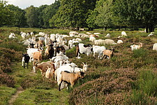 Beweidung einer Heidefläche mit Ziegen im Bereich Geisterbusch