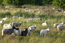 Beweidung mit Schafen in der Lubkower Niederung