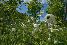 Wald-Windröschen (Anemone sylvestris)