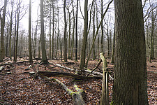Wald mit Altholzbestand