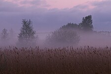 Nebelstimmung