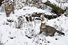 Wildkatzen (Felis silvestris) im Winter