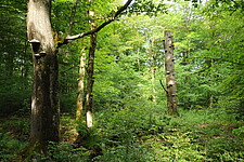 Strukturreicher Buchenwald im Bereich Steiner Hecke