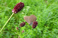 Dunkler Wiesenknopf-Ameisenbläuling (Phengaris nausithous)