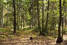 Nadelwald
