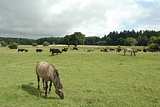 Beweidung mit Koniks und Taurusrindern